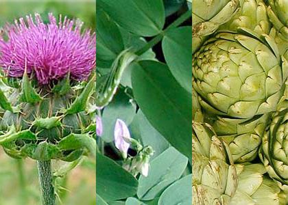 Cardo mariano, Liquirizia e Carciofo, 3 piante che aiutano fegato e vie biliari Cardo mariano, Liquirizia e Carciofo, 3 piante che aiutano fegato e vie biliari