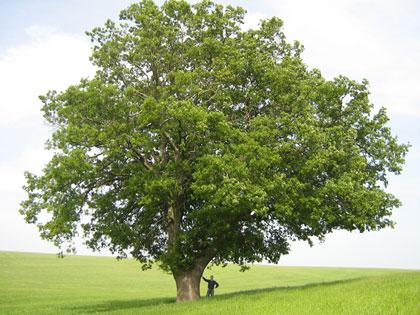 cerro-altamura Florablog Contest: secondo albero monumentale, il cerro nei pressi di Altamura (BA)