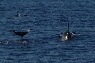 Escursioni di Dolphin Watching & Research alle Isole Eolie