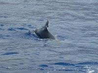 Avvistato un tursiope a largo di Lipari con un taglio sulla pinna dorsale