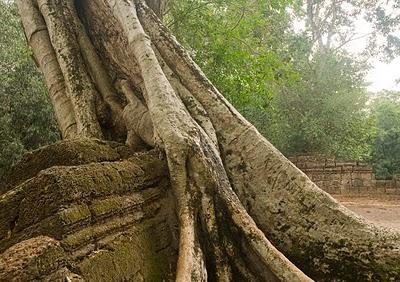 Lettere dalla Kampuchea 12: Il libro della jungla.