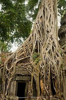 Lettere dalla Kampuchea 12: Il libro della jungla.