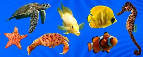 Risorse Photoshop - set immagini con tema la vita acquatica