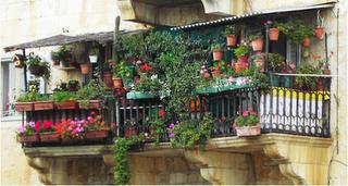che fiori ci sono sui vostri balconi ?