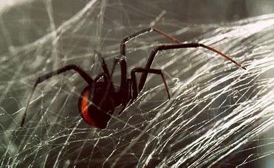 Katipo_Spider_Latrodectus