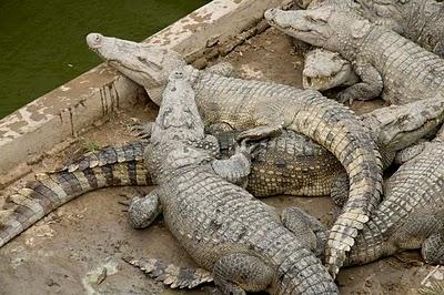 Lettere dalla Kampuchea 17: Coccodrilli a colazione. Lettere dalla Kampuchea 17: Coccodrilli a colazione.