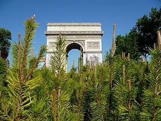 Gli Champs Elysées si vestono di verde Gli Champs Elysées si vestono di verde