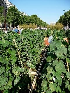 Gli Champs Elysées si vestono di verde Gli Champs Elysées si vestono di verde