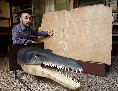 Nuovo coccodrillo preistorico scoperto in lastre calcaree destinate ad una cucina coccodrillo Neptunidraco ammoniticus