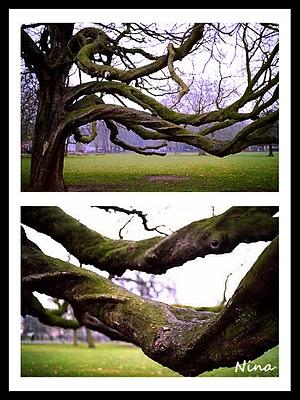 TREES, ROOTS & PICTURES
