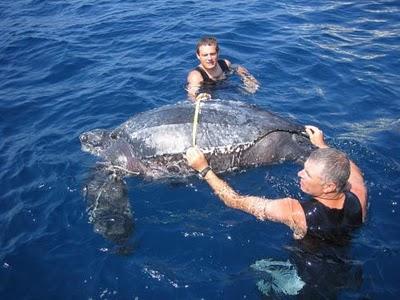 Documentato l'epico viaggio delle tartarughe liuto: 7.563 km tartaruga liuto