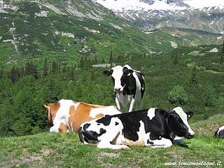 Quando anche le mucche sono mucche