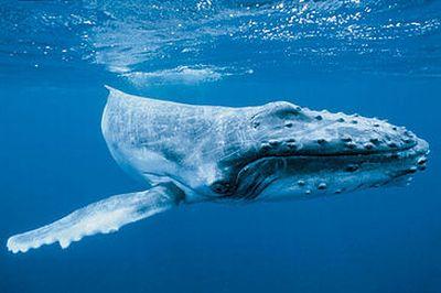 Carne di balena: il Giappone ammette le proprie colpe