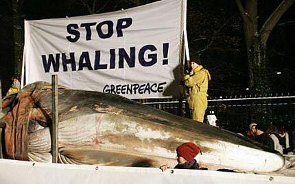 Carne di balena: il Giappone ammette le proprie colpe