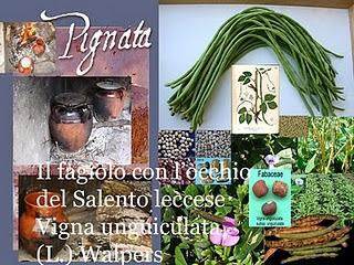 Il fagiolo con l’occhio del Salento leccese Vigna unguiculata (L.) Walpers