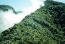 La biodiversità amazzonica più antica di quanto si pensasse