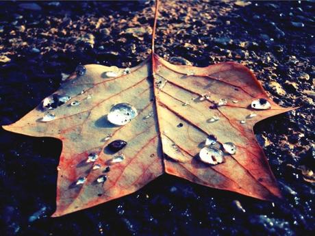 foglie-autunno-pioggia