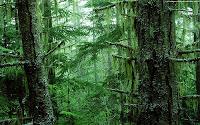 La foresta pluviale: l'ambiente della preistoria