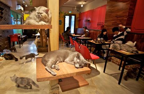 Fotografia di un Neko Cafè di Tokyo