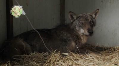 E’ TORNATA LIBERA LILITH – La lupa che si rifugiò nel recinto delle pecore +Video LILHIT