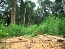 Deforestazione preistorica: non era affatto colpa dei Bantu
