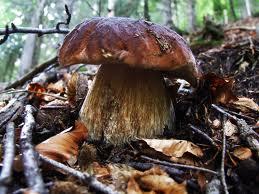 Lotta al colesterolo:padellata di funghi misti e gamberetti images