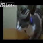 Moldavia, gatto spaccia marijuana in carcere: arrestato (Video)