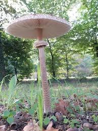 mazza di tamburo mazzaditamburo2