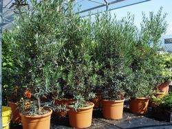 Olivo cipressino Cipressino