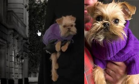 Puppy powah Puppy powah