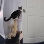 Gb, gatto apre la porta della cucina: è d’accordo con il cane (video)