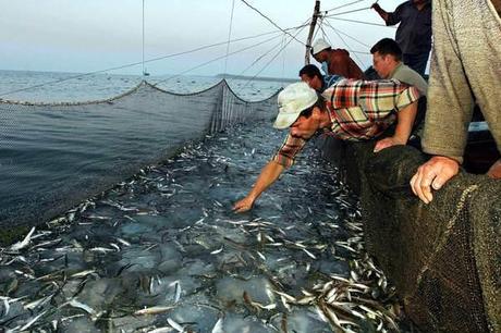 DE MARTINI: AIUTIAMO LA PESCA MA TUTELIAMO I CONSUMATORI COMBATTENDO LE FRODI ALIMENTARI e6a790ac644d430d7267d523044650cf_311310