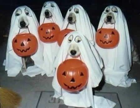 E poi ci sono quelli che per Halloween ,mascherano i cani..