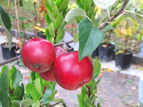 COME LE MELE - RAVIOLE DOLCI DELLA NONNA