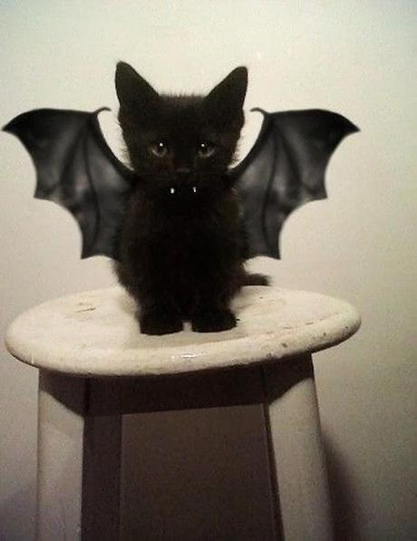 Meow! - Halloween edition
