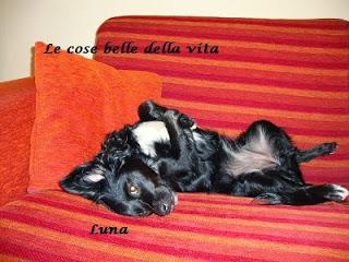 Girelle profumate al limone e cioccolato Girelle profumate al limone e cioccolato