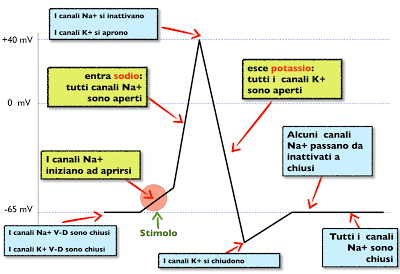 Test d'ingresso a medicina: le domande di biologia con le soluzioni spiegate e commentate - domanda 3