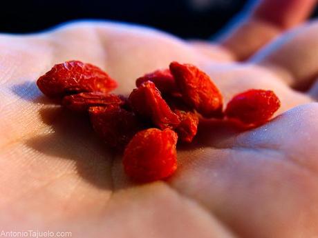 Bacche di goji (foto di Antonio Tajuelo) Bacche di goji - Viaggiare in salute