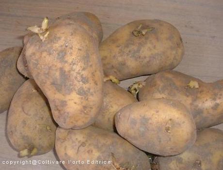 Le patate vanno conservate al buio, per evitare la pregerminazione