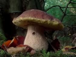 edulis boletus edulisboletus1
