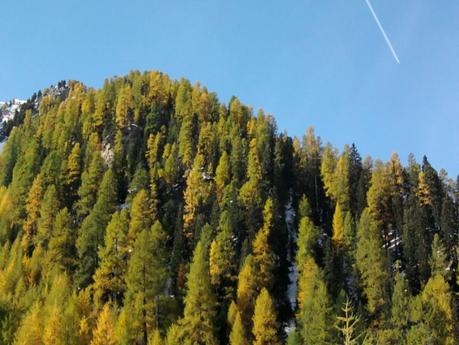 Bosco di latifoglie in autunno - Italy