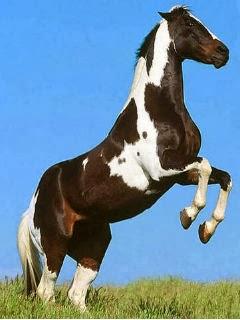 Wallpaper: Prova a prendermi Wallpaper: Prova a prendermi