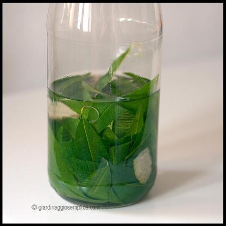 Riprendiamo la tradizione… del liquore all’erba Luigia liquore erba luigia