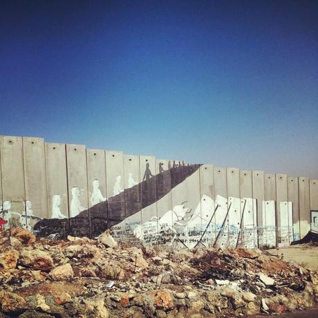 Ericailcane palestina Ericailcane palestina