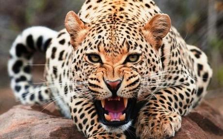 Leopardo 1