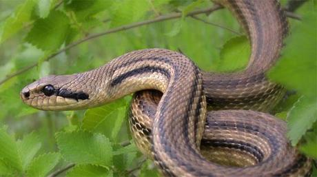 Garganistan Gargano Laphe quatuorlineata in gergo Cervone Garganistan Gargano Laphe quatuorlineata in gergo Cervone