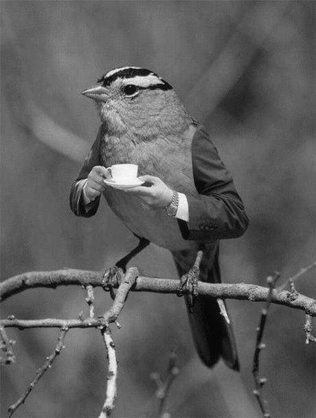 teatime-bird
