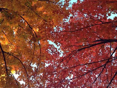 Parole d'autunno: le foglie non sono morte