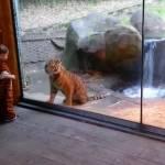 Il bambino e il cucciolo di tigre giocano insieme allo zoo (Video)