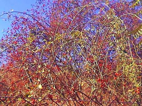 Fall country: burgundy